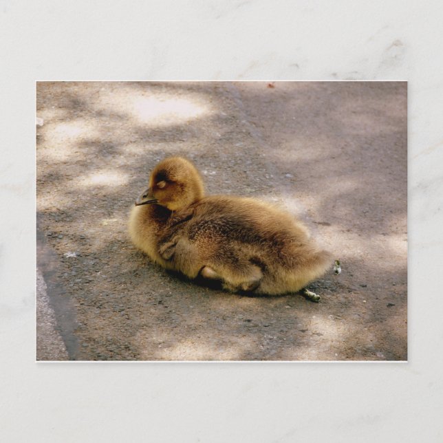 Baby Gosling In Spring Postcard (Front)
