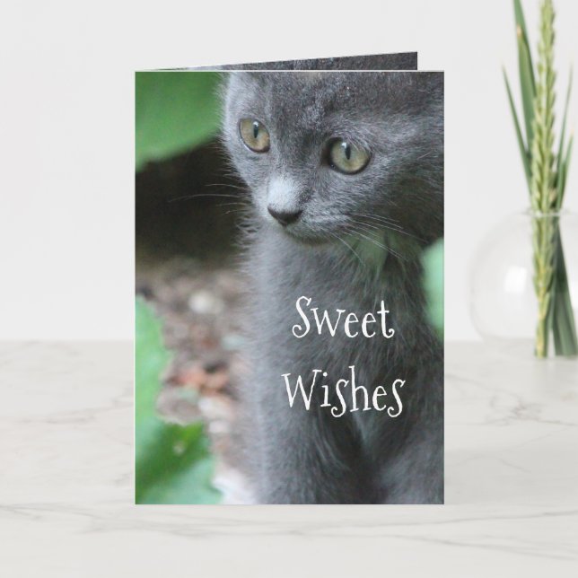 Baby Gray Kitten Card (Front)