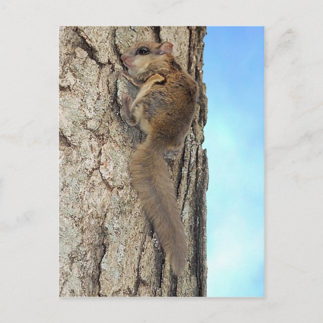 Baby Gray Squirrel Postcard (Front)
