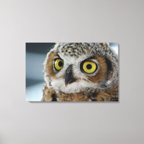 Baby great horned owl canvas print