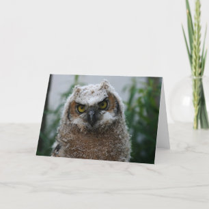 Baby Great-Horned Owl Card