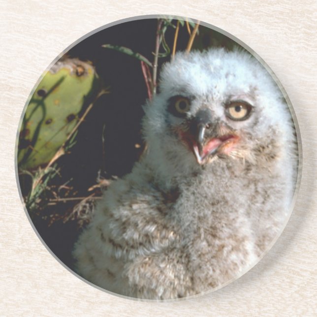 Baby Great Horned Owl Sandstone Coaster (Front)