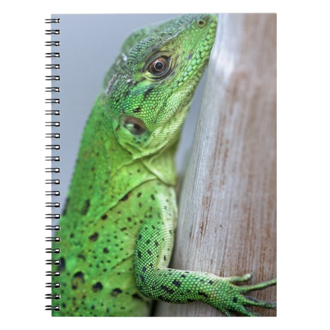Baby green iguana notebook (Front)