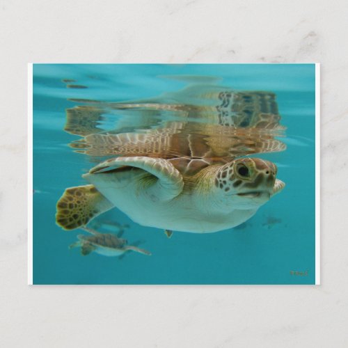Baby Green Sea Turtle Postcard