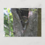 baby grey squirrels in tree postcrossing postcard