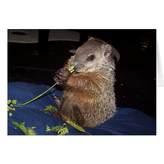 Baby Groundhog Card 2 (Front Horizontal)