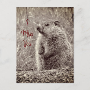 Baby Groundhog in BLACK AND WHITE  Postcard