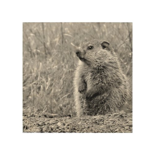 Baby Groundhog in BLACK AND WHITE  Wood Wall Art