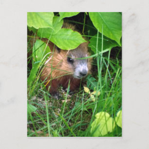 Baby Groundhog Petite Marmotte Hull Quebec Canada Postcard