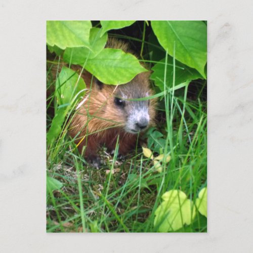 Baby Groundhog Petite Marmotte Hull Quebec Canada Postcard
