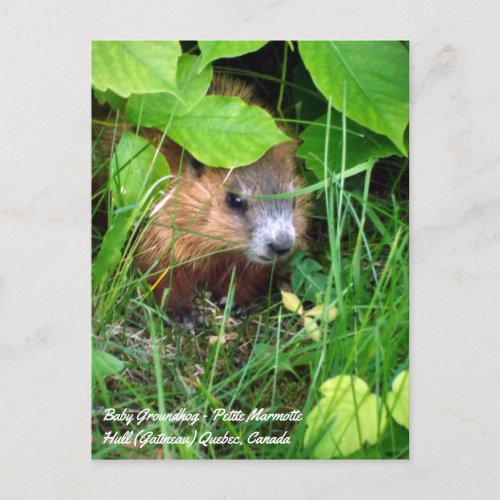 Baby Groundhog Petite Marmotte Spring in Canada Postcard