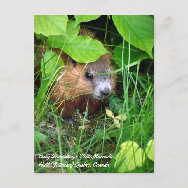 Baby Groundhog Petite Marmotte Spring in Canada Postcard (Front)