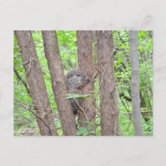 Baby Groundhog Postcard
