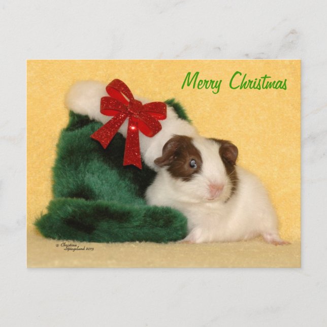 Baby Guinea Pig Merry Christmas Postcard (Front)