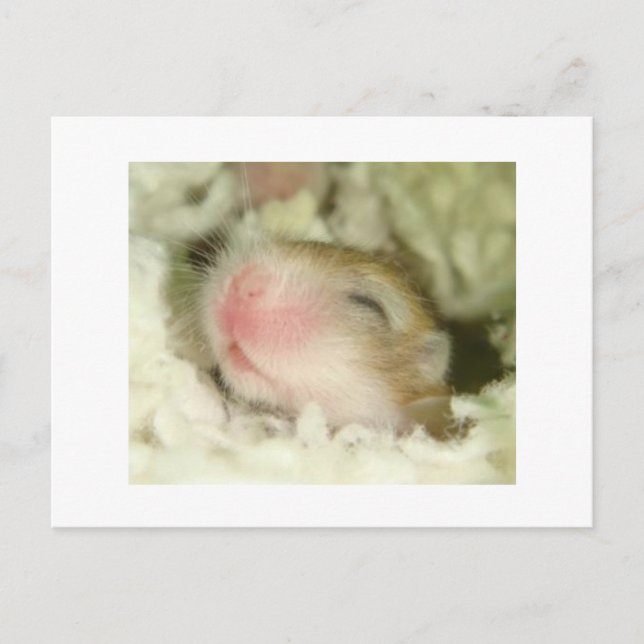 Baby Hamster Postcard (Front)