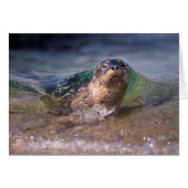 Baby Harbor Seal (Front Horizontal)