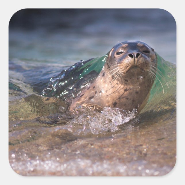 Baby Harbor Seal (Front)