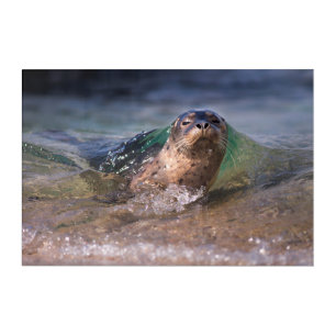 Baby Harbor Seal Acrylic Print