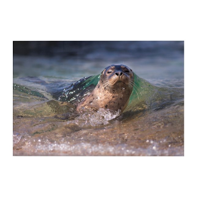 Baby Harbor Seal Acrylic Print (Front)