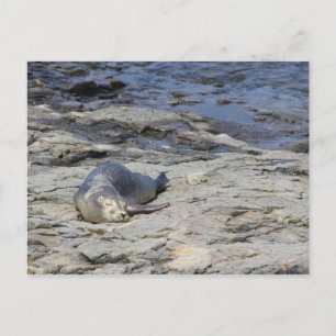 Baby Harbor Seal, Bar Harbor, Maine Postcard