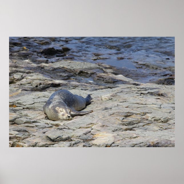 Baby Harbor Seal, Bar Harbor, Maine Poster (Front)