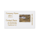 Baby Harbor Seal Business Cards