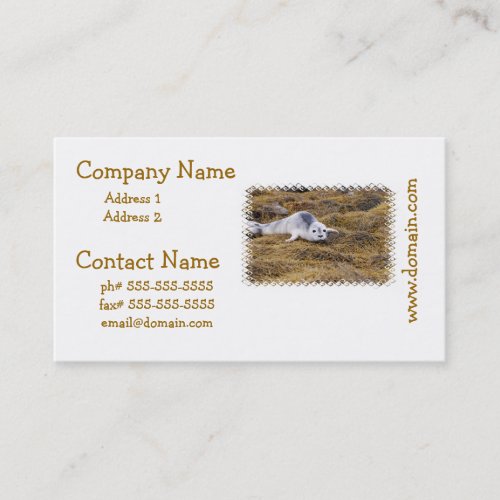 Baby Harbor Seal Business Cards