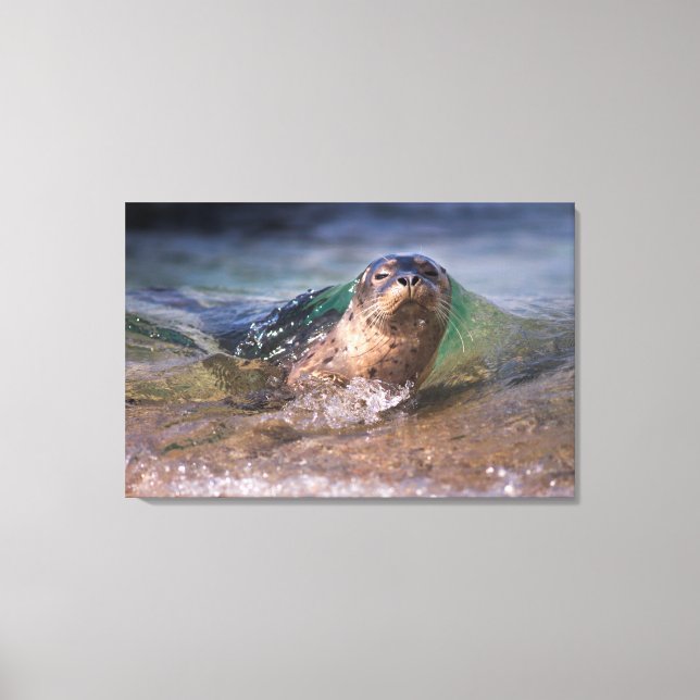 Baby Harbor Seal Canvas Print (Front)
