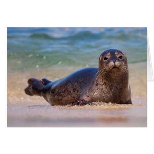 Baby Harbor Seal in Water