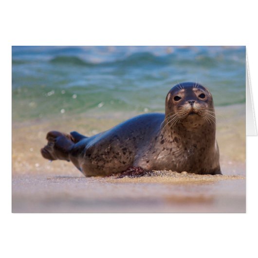Baby Harbor Seal in Water (Front Horizontal)