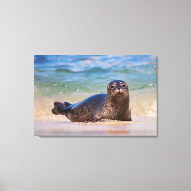 Baby Harbor Seal in Water Canvas Print (Front)