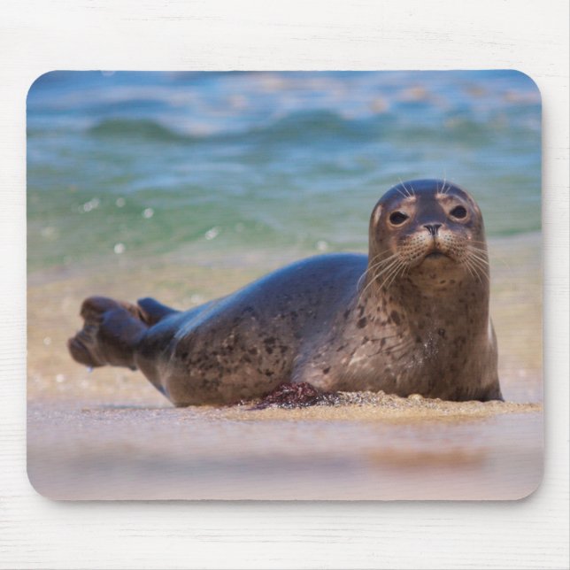 Baby Harbor Seal in Water Mouse Pad (Front)
