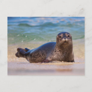 Baby Harbor Seal in Water Postcard