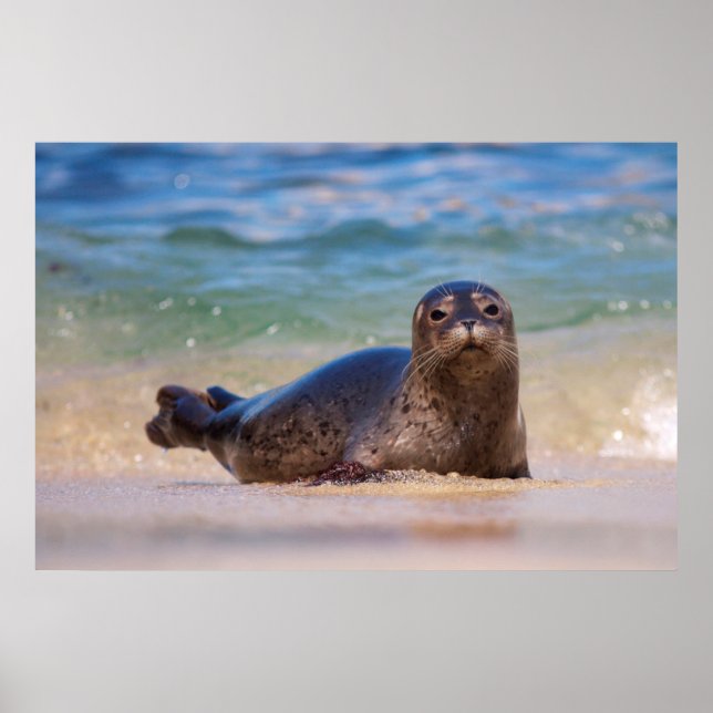 Baby Harbor Seal in Water Poster (Front)