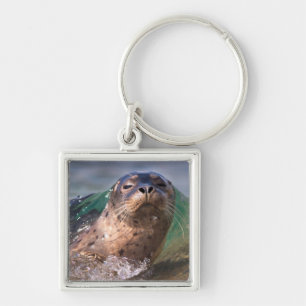 Baby Harbor Seal Keychain