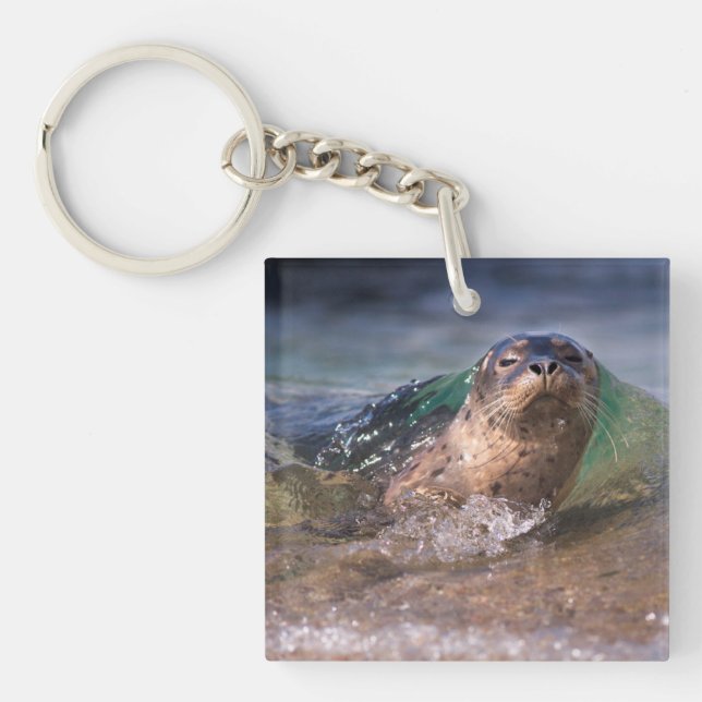 Baby Harbor Seal Keychain (Front)