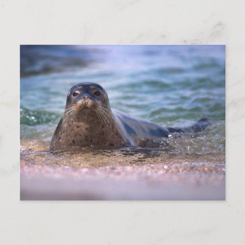 Baby Harbor Seal on the Beach Postcard