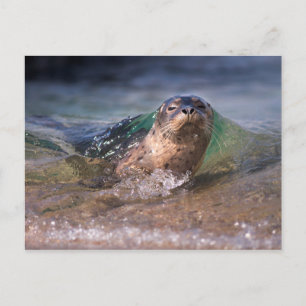 Baby Harbor Seal Postcard