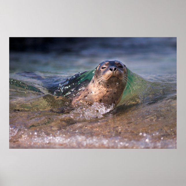Baby Harbor Seal Poster (Front)