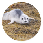 Baby Harbor Seal Stickers