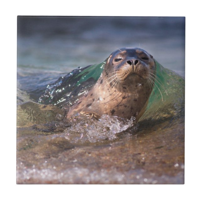Baby Harbor Seal Tile (Front)