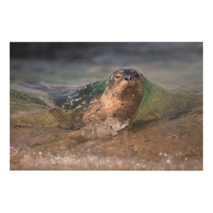Baby Harbor Seal Wood Wall Decor