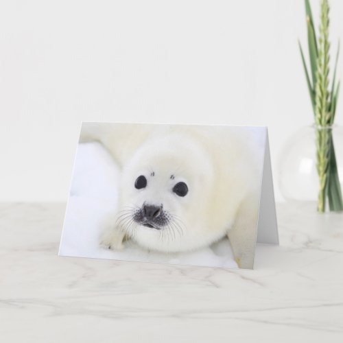 Baby harp seal card