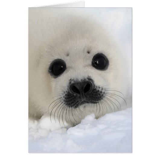 Baby Harp Seal Cards (Front)