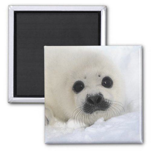 Baby Harp Seal Magnet