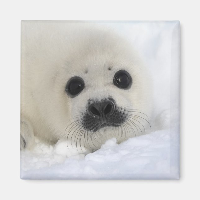 Baby Harp Seal Magnet (Front)