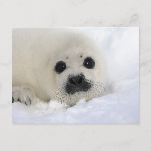 Baby Harp Seal Postcard