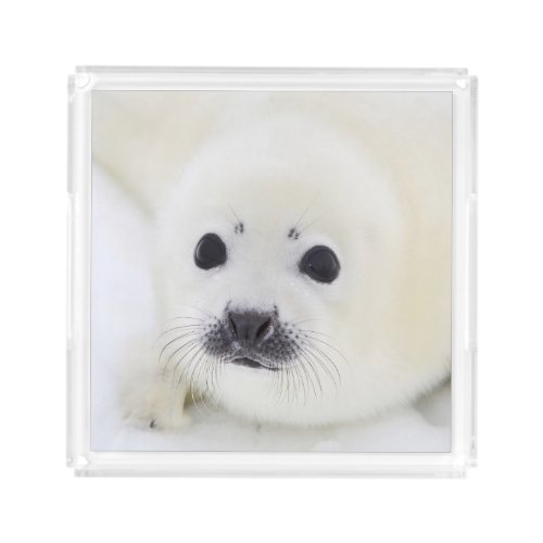 Baby harp seal pup on ice of the White Sea Acrylic Tray