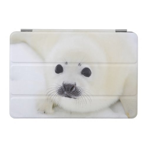 Baby harp seal pup on ice of the White Sea iPad Mini Cover