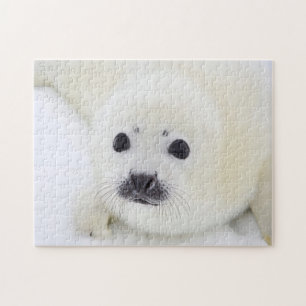 Baby harp seal pup on ice of the White Sea Jigsaw Puzzle